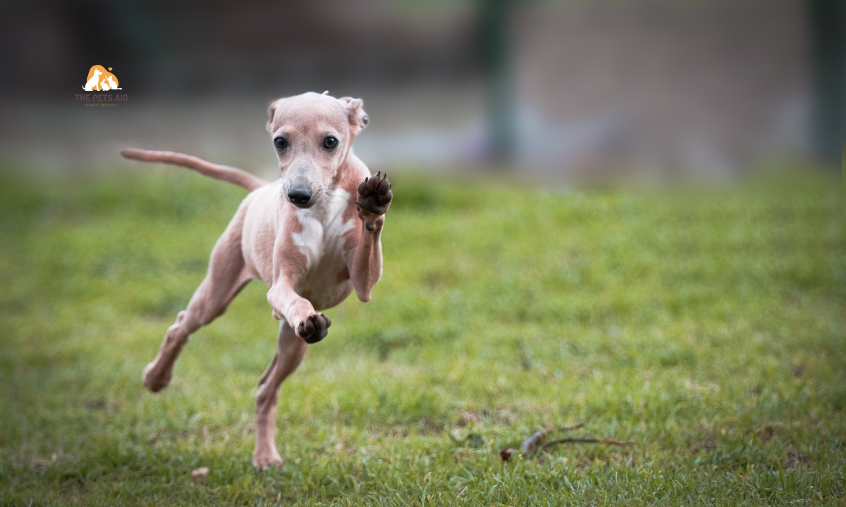 Which Dog Doesn’t Need Much Care? – (7 Breeds) 2 Italian greyhound